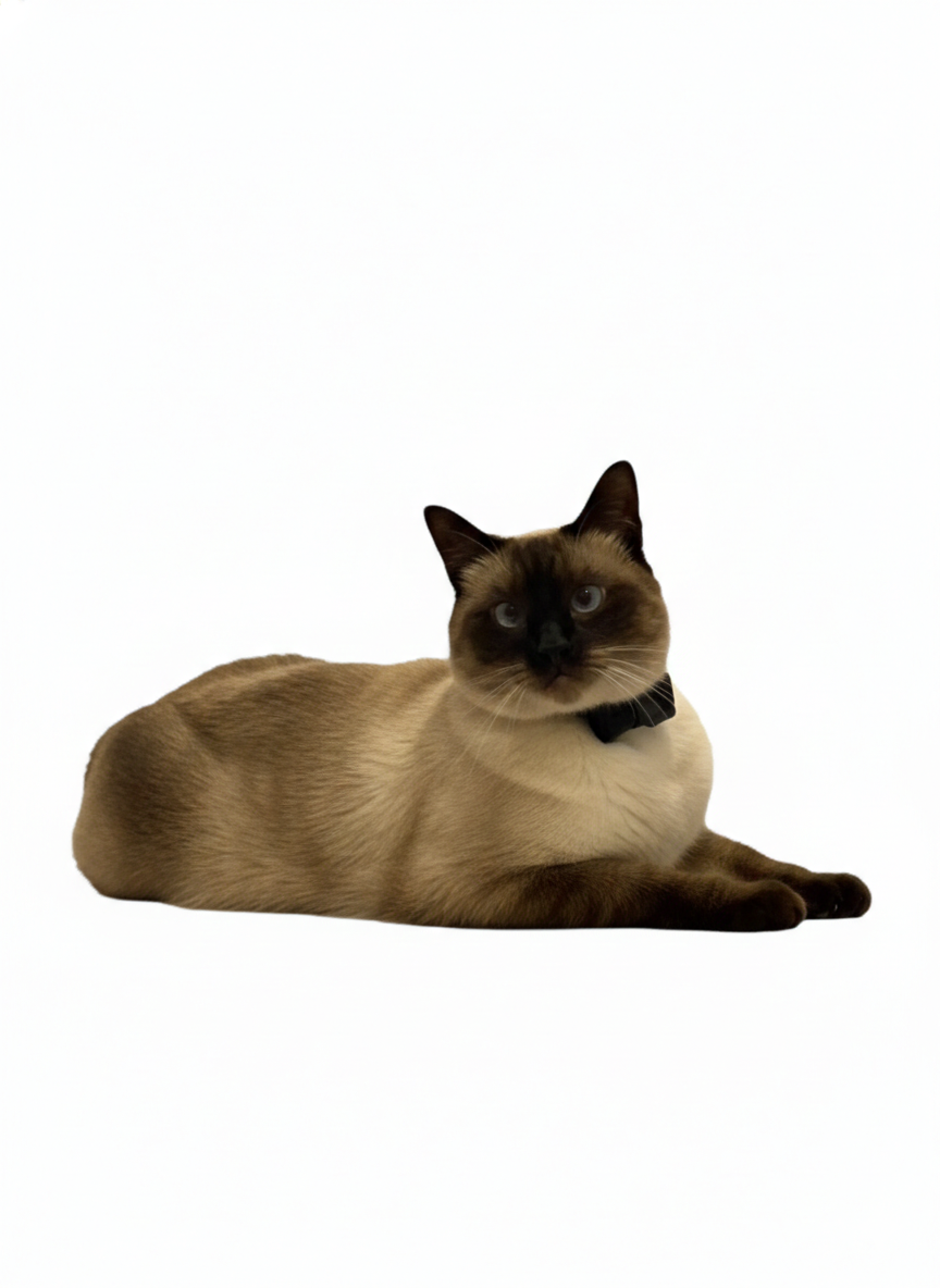 Mocha the cat
